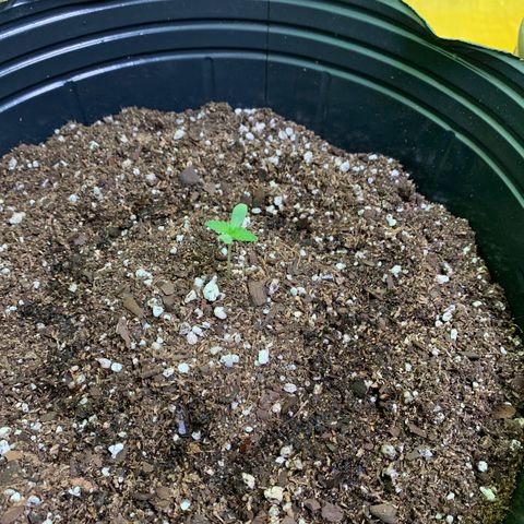 Retoños Gorilla  growlog photo: Haku