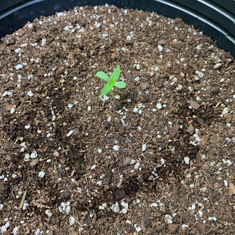Retoños Gorilla  growlog photo: Pam