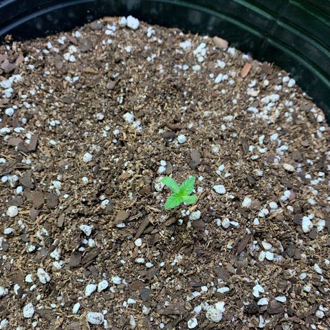 Retoños Gorilla  growlog photo: Appa
