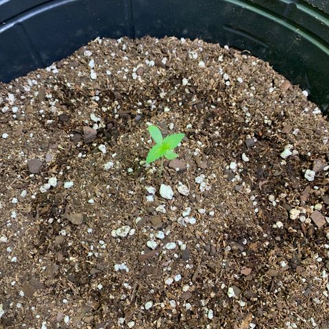 Retoños Gorilla  growlog photo: Haku