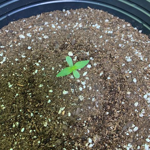 Retoños Gorilla  growlog photo: Pam 