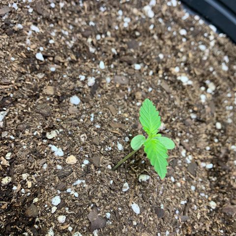 Retoños Gorilla  growlog photo: Mary Jane 