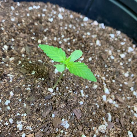 Retoños Gorilla  growlog photo: Haku 
