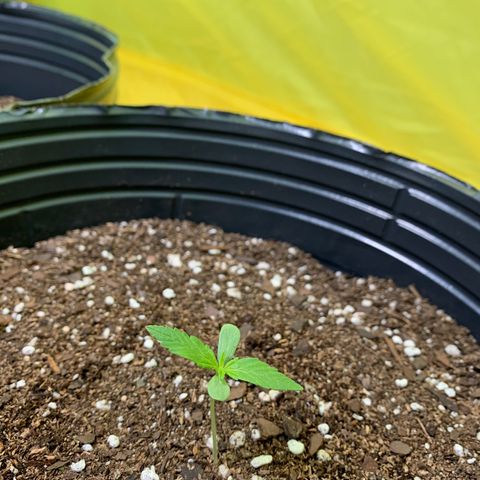 Retoños Gorilla  growlog photo: Pam