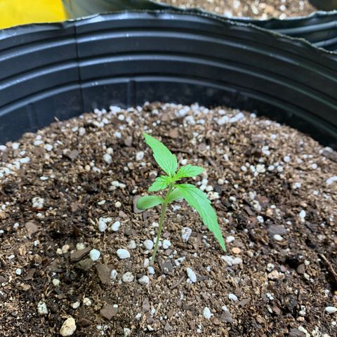 Retoños Gorilla  growlog photo: Pam 