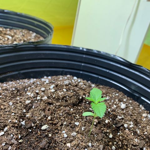 Retoños Gorilla  growlog photo: Mary Jane 