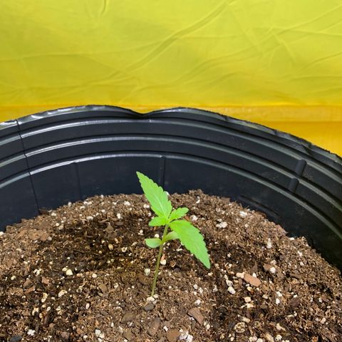 Retoños Gorilla  growlog photo: Haku