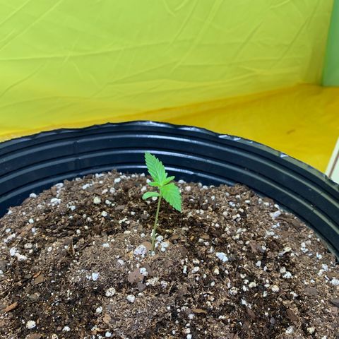 Retoños Gorilla  growlog photo: Appa