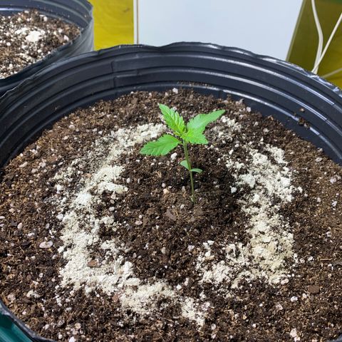 Retoños Gorilla  growlog photo: Con más hojas, las moscas y los bichos se empezaron a posar en ellas. 