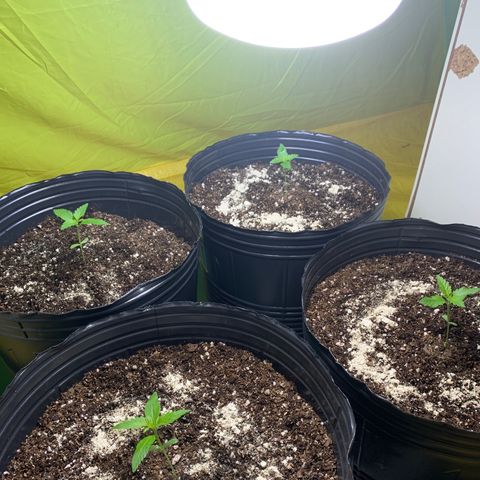 Retoños Gorilla  growlog photo: Con más hojas, las moscas y los bichos se empezaron a posar en ellas. 