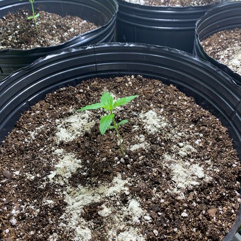 Retoños Gorilla  growlog photo: Con más hojas, las moscas y los bichos se empezaron a posar en ellas. 