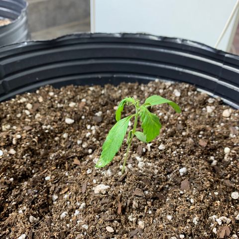 Retoños Gorilla  growlog photo: Pam a la tarde 