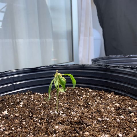 Retoños Gorilla  growlog timeline photo