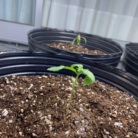 Retoños Gorilla  growlog timeline photo