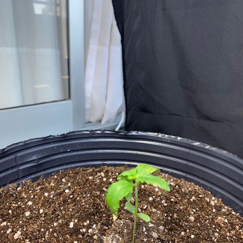 Retoños Gorilla  growlog timeline photo