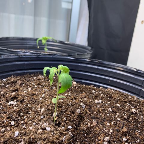 Retoños Gorilla  growlog timeline photo