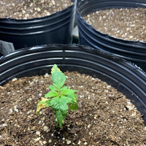 Retoños Gorilla  growlog timeline photo