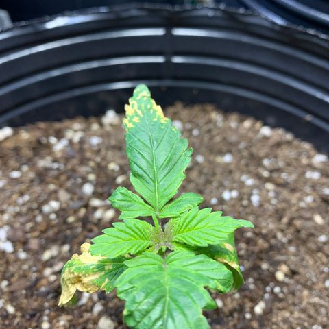 Retoños Gorilla  growlog timeline photo