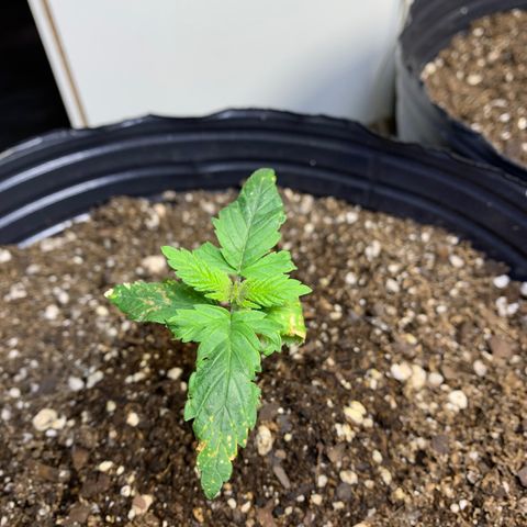 Retoños Gorilla  growlog timeline photo