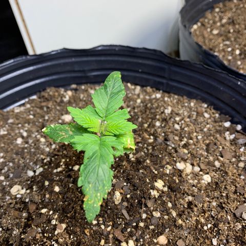 Retoños Gorilla  growlog timeline photo