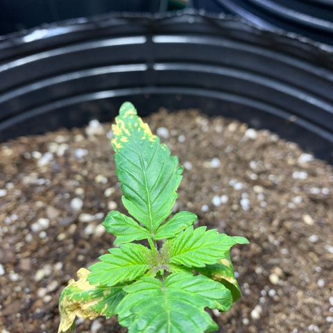 Retoños Gorilla  growlog timeline photo
