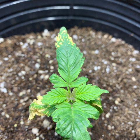 Retoños Gorilla  growlog timeline photo