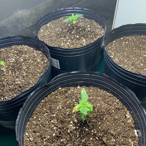 Retoños Gorilla  growlog timeline photo