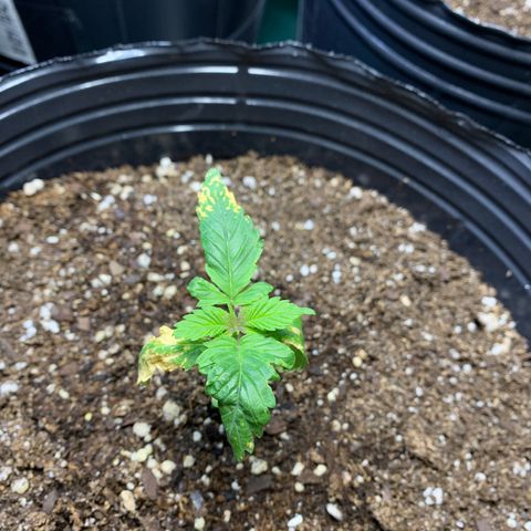 Retoños Gorilla  growlog timeline photo