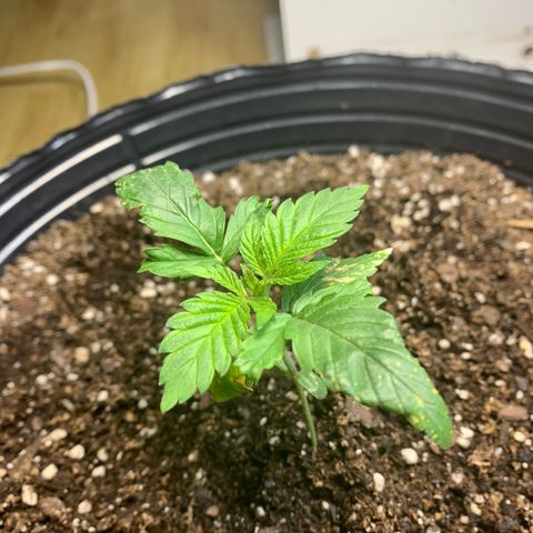 Retoños Gorilla  growlog timeline photo