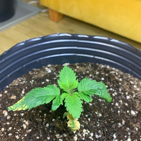 Retoños Gorilla  growlog timeline photo