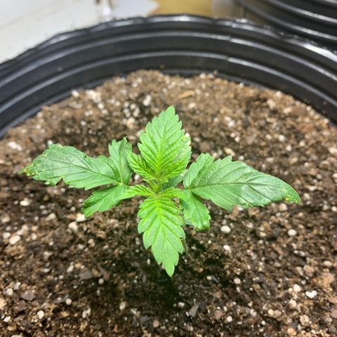 Retoños Gorilla  growlog timeline photo