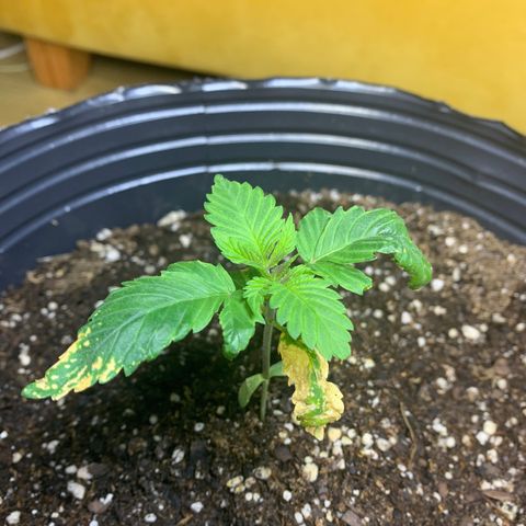 Retoños Gorilla  growlog timeline photo