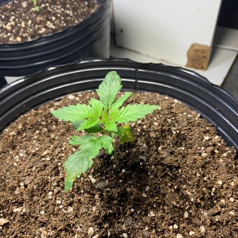 Retoños Gorilla  growlog timeline photo