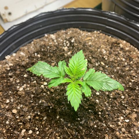 Retoños Gorilla  growlog timeline photo
