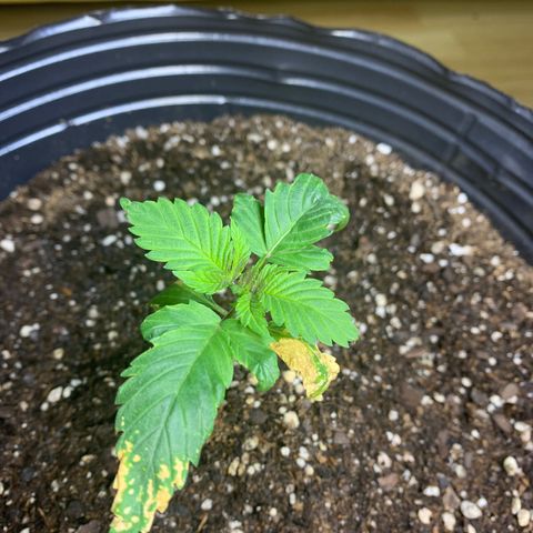 Retoños Gorilla  growlog timeline photo