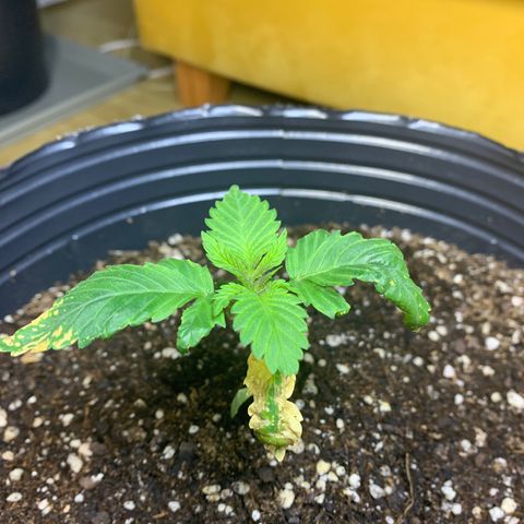 Retoños Gorilla  growlog timeline photo