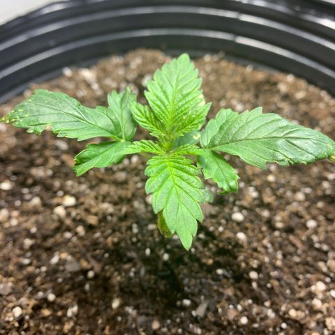 Retoños Gorilla  growlog timeline photo