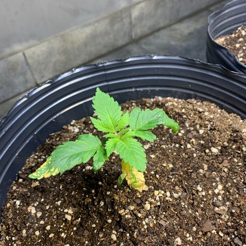 Retoños Gorilla  growlog timeline photo