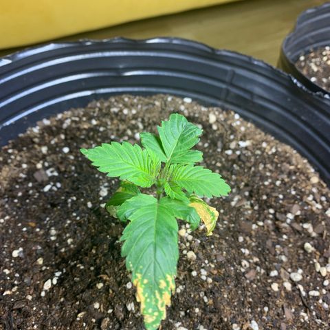 Retoños Gorilla  growlog timeline photo