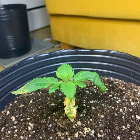 Retoños Gorilla  growlog timeline photo
