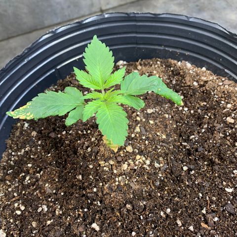 Retoños Gorilla  growlog timeline photo