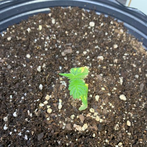 Retoños Gorilla  growlog timeline photo