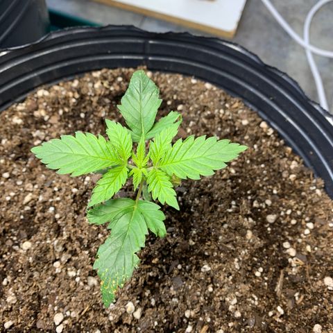 Retoños Gorilla  growlog timeline photo