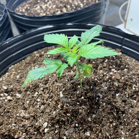 Retoños Gorilla  growlog timeline photo
