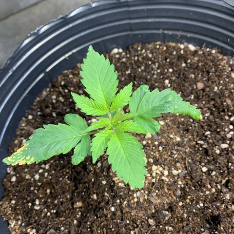 Retoños Gorilla  growlog timeline photo