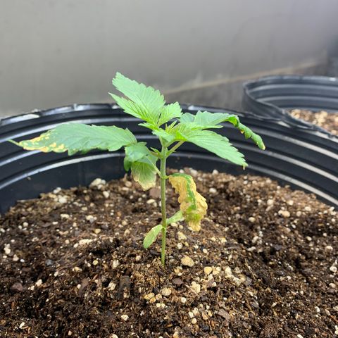 Retoños Gorilla  growlog timeline photo