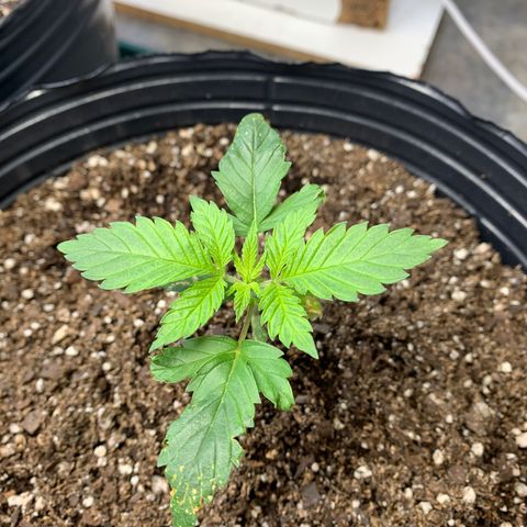 Retoños Gorilla  growlog timeline photo