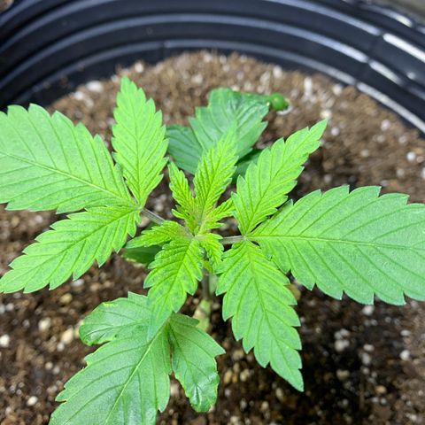 Retoños Gorilla  growlog timeline photo