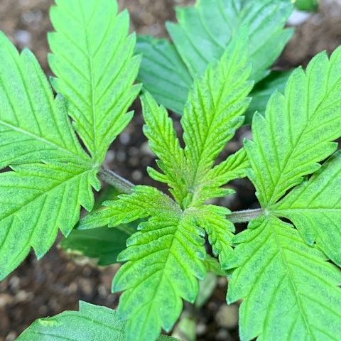 Retoños Gorilla  growlog timeline photo