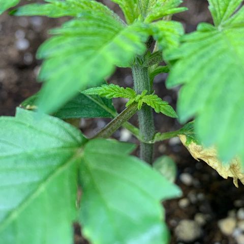 Retoños Gorilla  growlog timeline photo